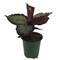 'Northern Lights' Prayer Plant - Calathea Roseopicta - 3.5" Pot